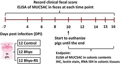 Acute infection with Brachyspira hyodysenteriae affects mucin expression, glycosylation, and fecal MUC5AC